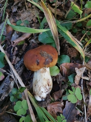 Russula foetens