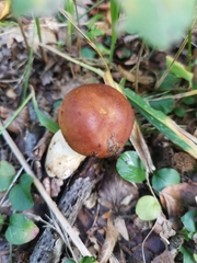 Russula foetens