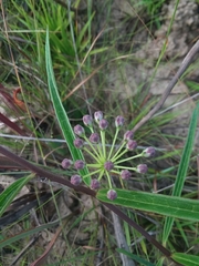 Asclepias longifolia