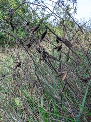 Vicia tenuifolia