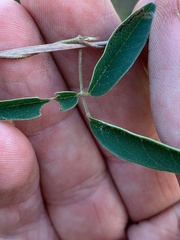 Glycine tabacina