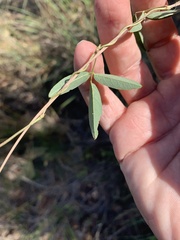 Glycine tabacina