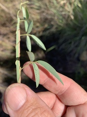 Glycine tabacina
