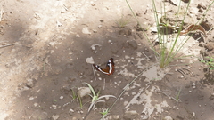 Moduza procris procris