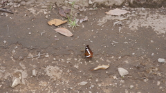 Moduza procris procris