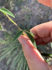 Glycine tabacina