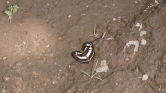 Moduza procris procris