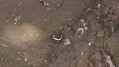 Moduza procris procris