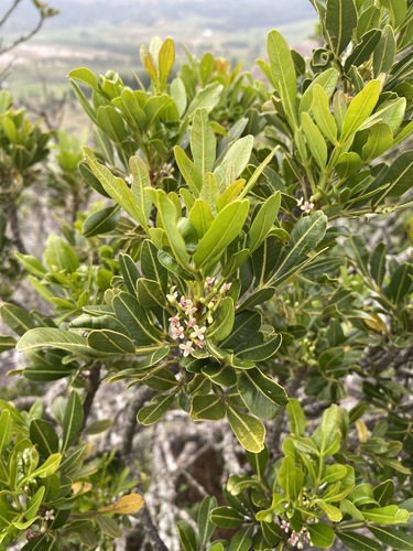 Ekebergia pterophylla image