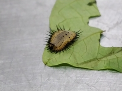 Aspidimorpha miliaris