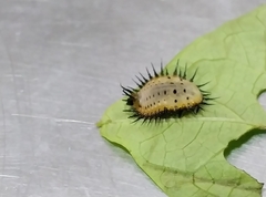 Aspidimorpha miliaris