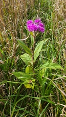 Vernonia gigantea