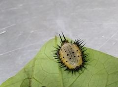 Aspidimorpha miliaris