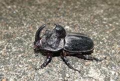 Trichogomphus mongol