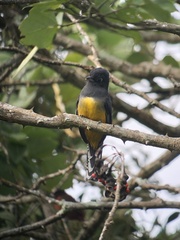 Trogon caligatus