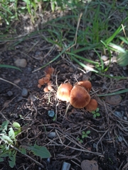 Tubaria furfuracea