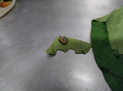 Aspidimorpha miliaris