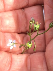 Wahlenbergia androsacea