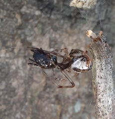 Parasteatoda