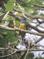 Trogon caligatus