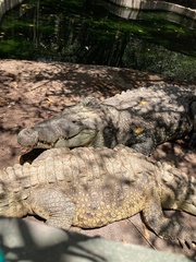 Crocodylus