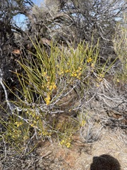 Acacia pachyacra