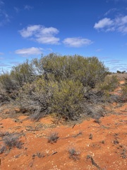 Acacia pachyacra