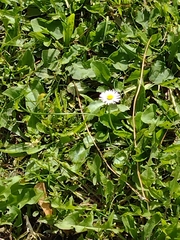 Bellis perennis