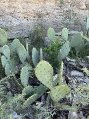 Opuntia lindheimeri