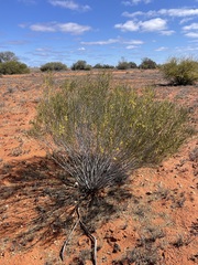 Acacia pachyacra
