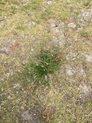 Trachyandra revoluta