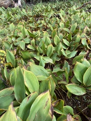 Convallaria majalis