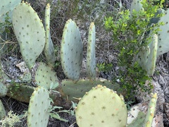 Opuntia lindheimeri