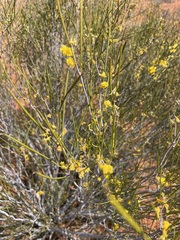 Acacia pachyacra
