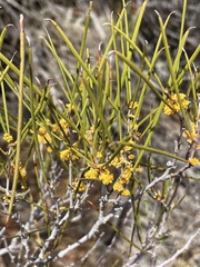 Acacia pachyacra