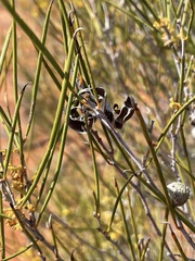 Acacia pachyacra