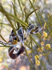 Acacia pachyacra