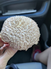 Boletellus ananas image
