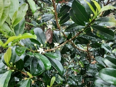 Erythroxylum emarginatum