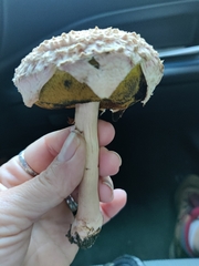 Boletellus ananas image