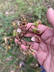 Flemingia parviflora