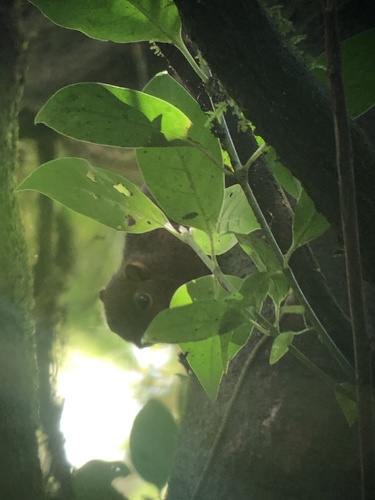Western Dwarf Squirrel