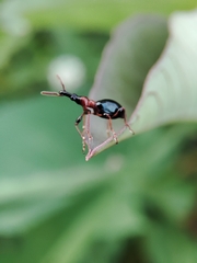 Cylas formicarius