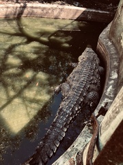 Crocodylidae