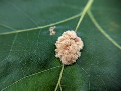 Callirhytis piperoides