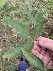 Flemingia parviflora