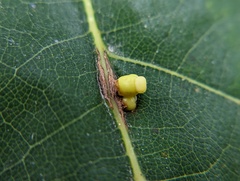 Kokkocynips decidua