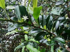 Erythroxylum emarginatum