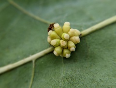 Kokkocynips decidua