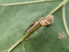 Callirhytis piperoides